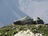 30 Marmotta in sentinella sul lago